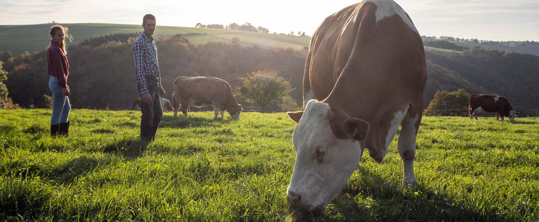 Producteurs et vaches dans le pré