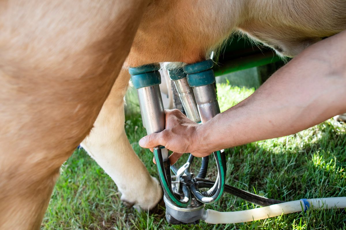 Traite des vaches