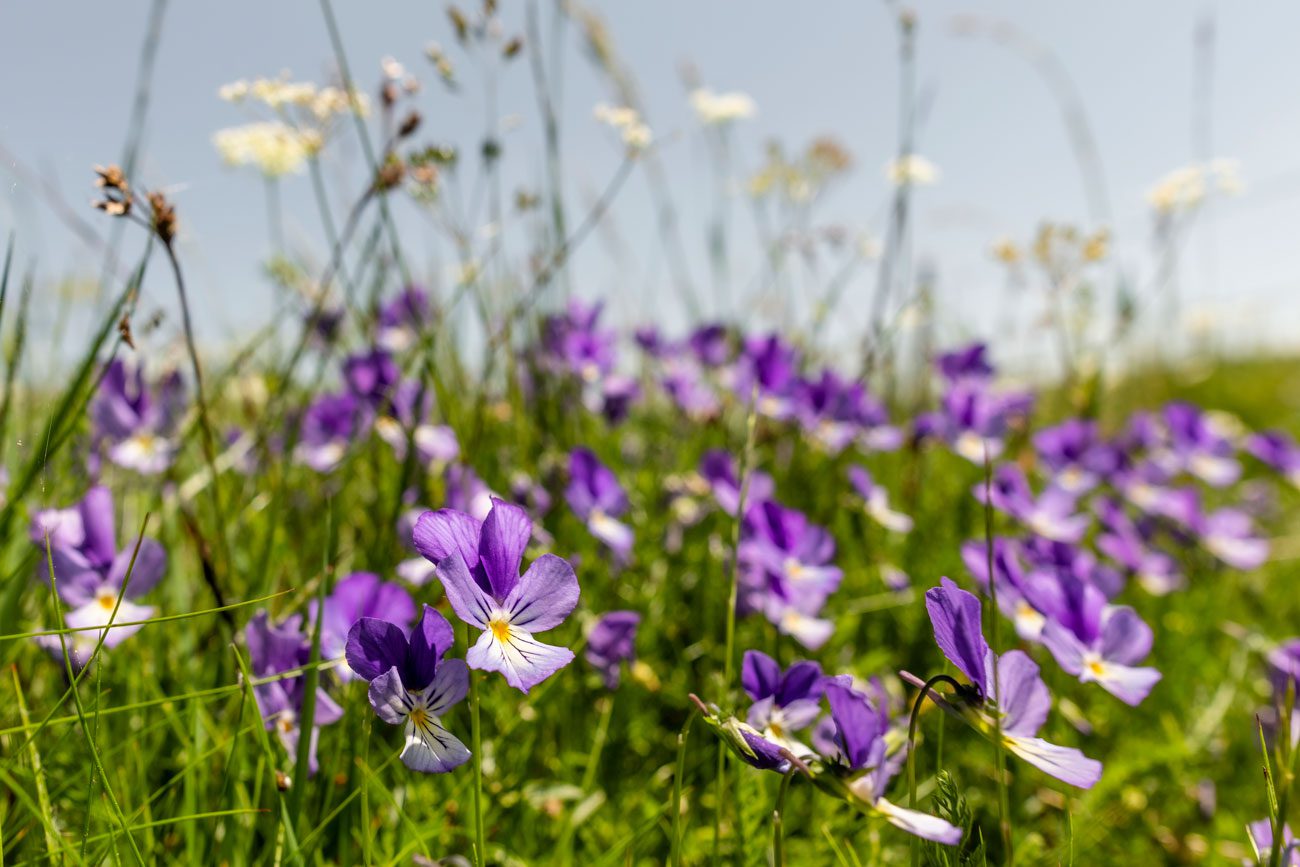 Fleurs de l'Aubrac