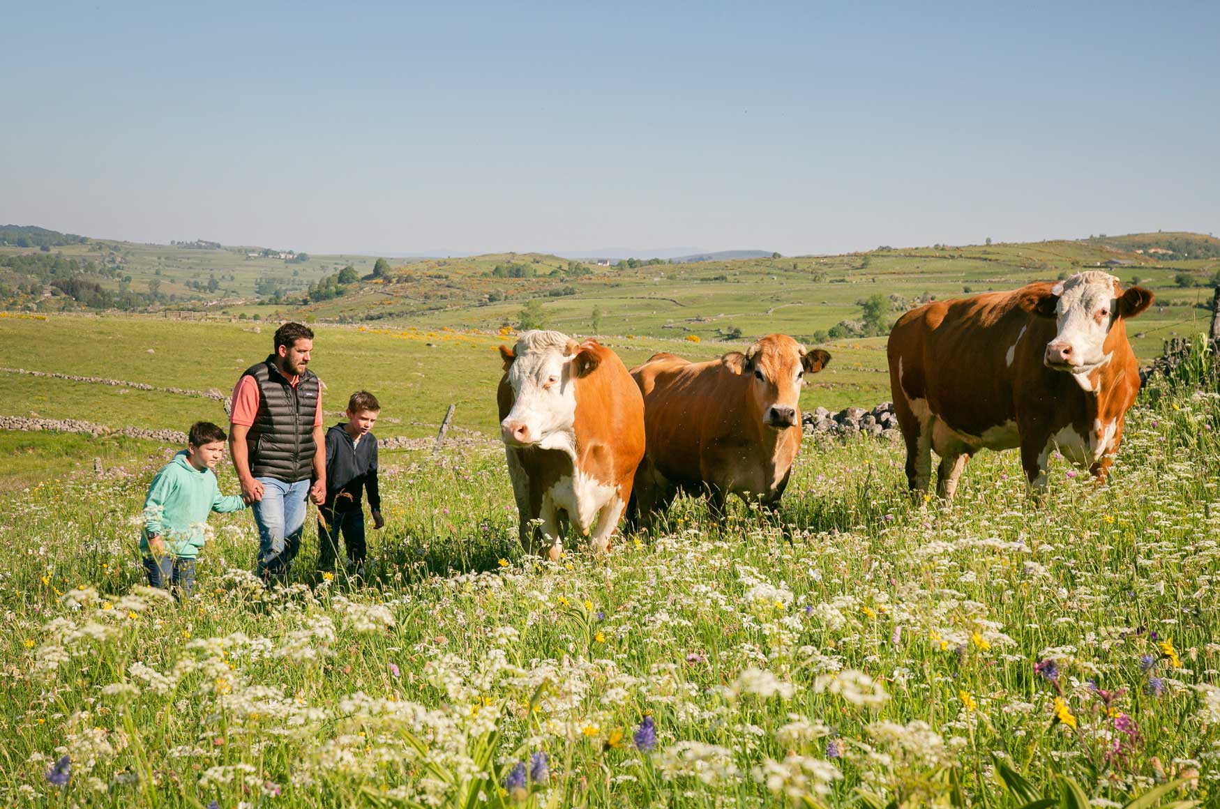 Vaches au pré et famille