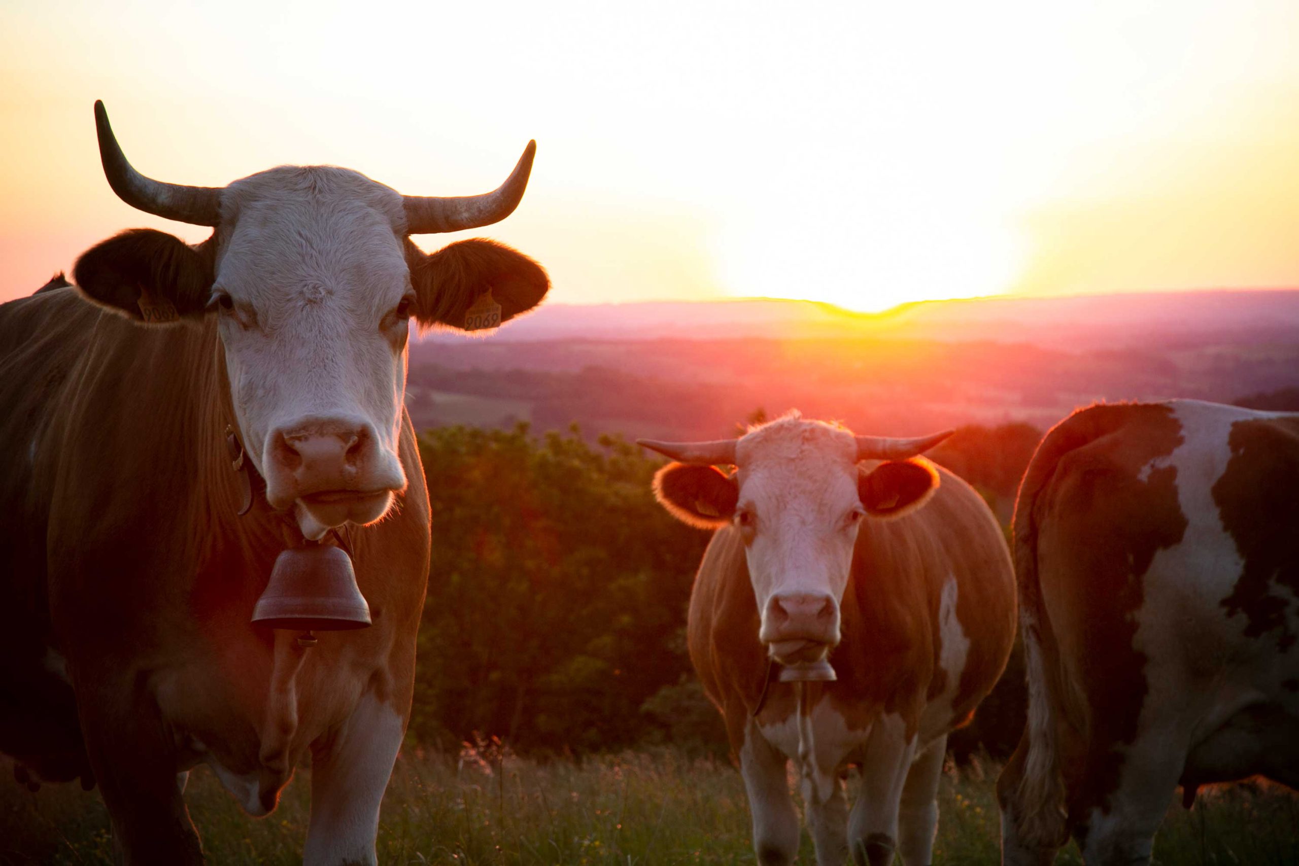 Vaches Simmental sur le plateau de l'Aubrac au coucher de soleil