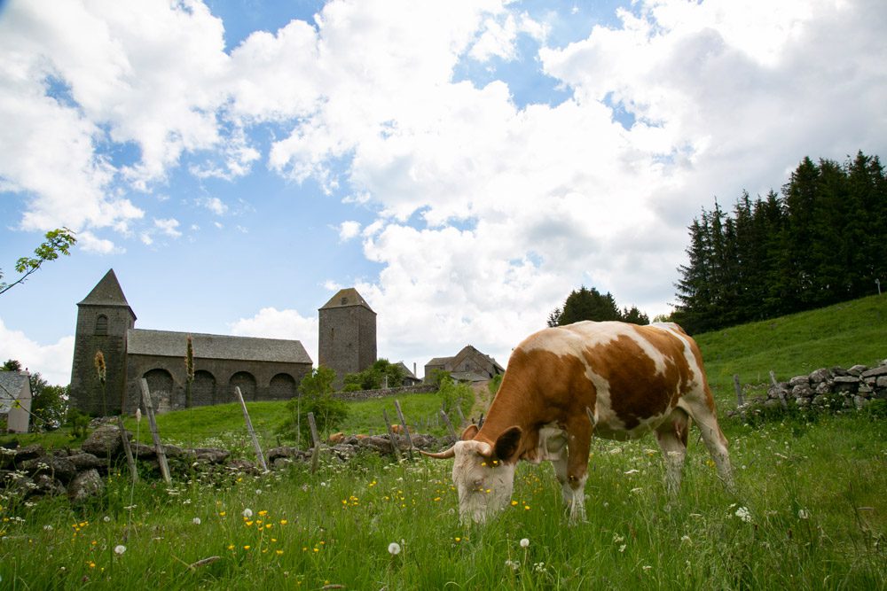 Vache et domerie d'Aubrac